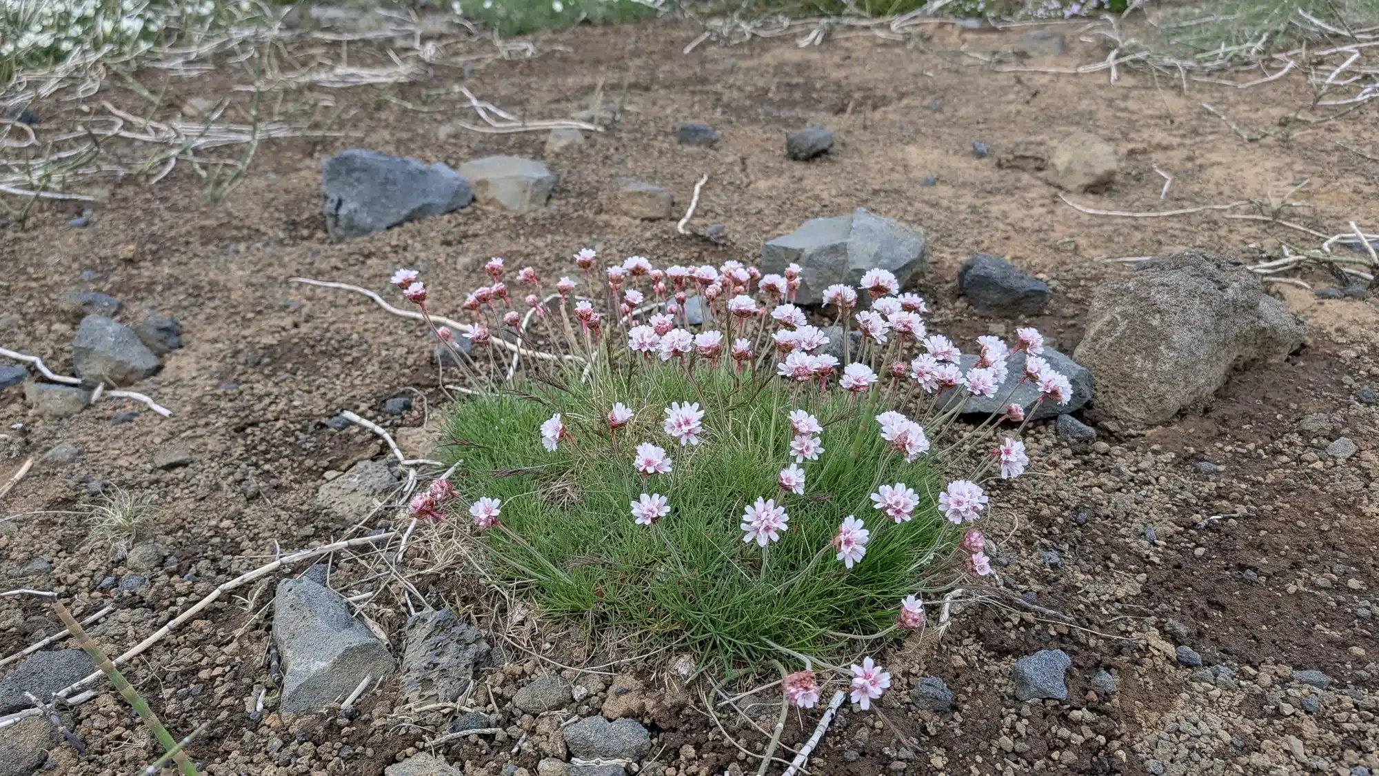 Pink Arctic flowers growing among volcanic stones in Iceland